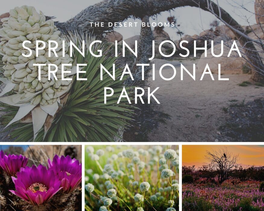How to Plan a Day Trip to Joshua Tree; 7 Beautiful Sights 16 Joshua-Tree-Desert-Blooms-Springtime-in-Joshua-Tree-National-Park