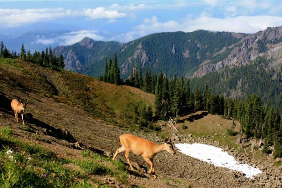 11 Best Road Trips From Kansas City (Day Trips + Weekend Trips) 12 Olympic National Park is a fabulous place to drive for a long road trip from Kansas City
