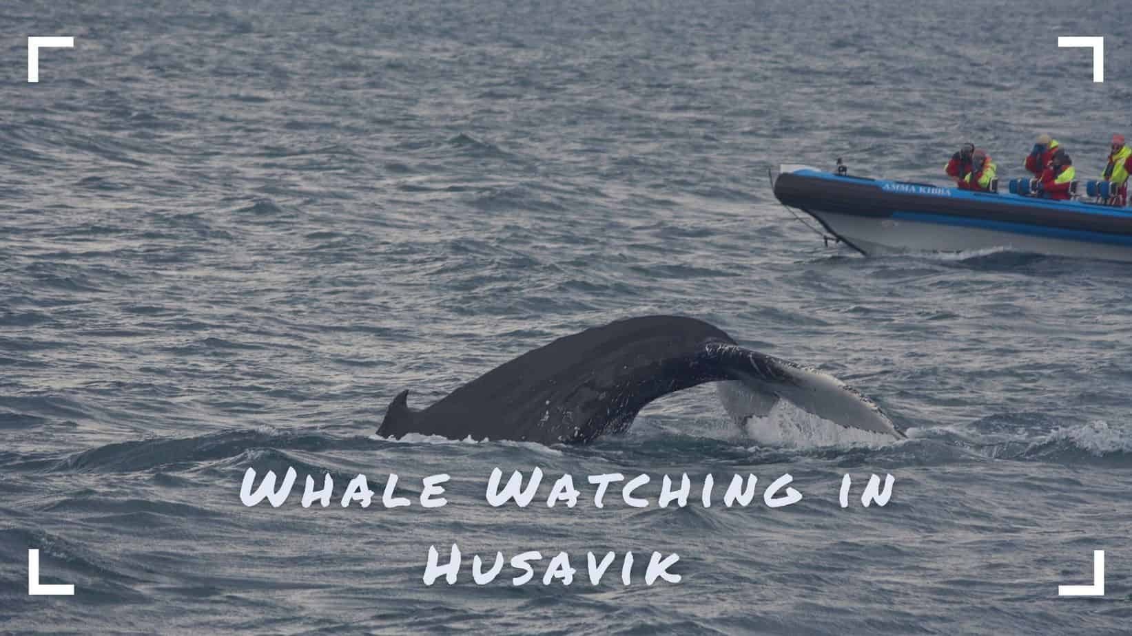 Whale-Watching-In-Husavik-Featured-Image-Maps-Over-Coffee