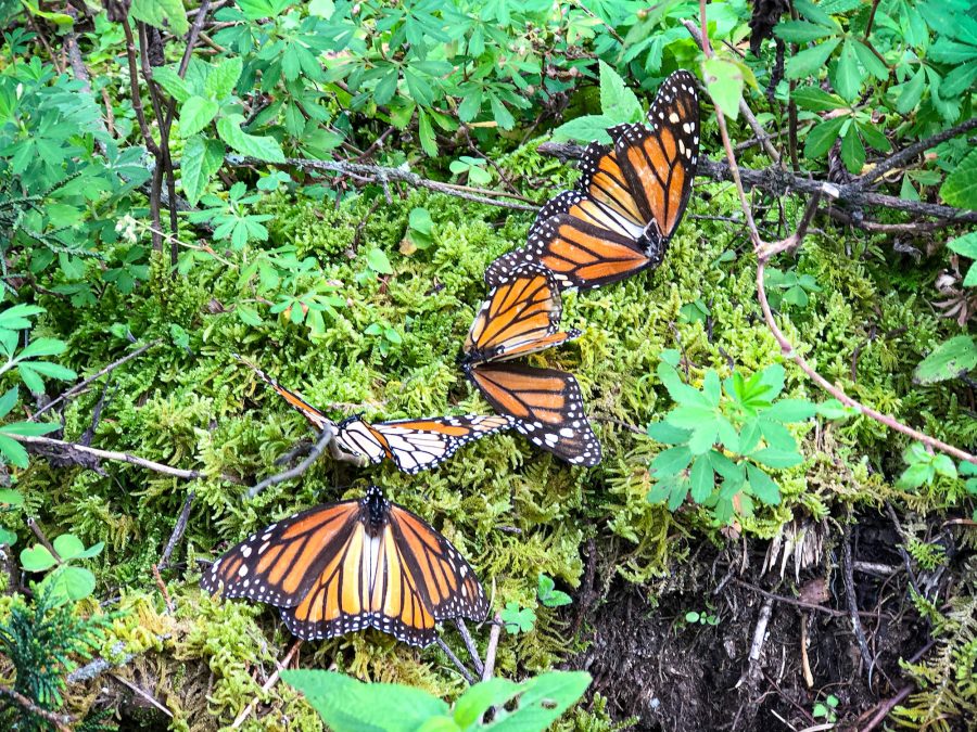 Mexico-Family-Travel-monarch-butterflies
