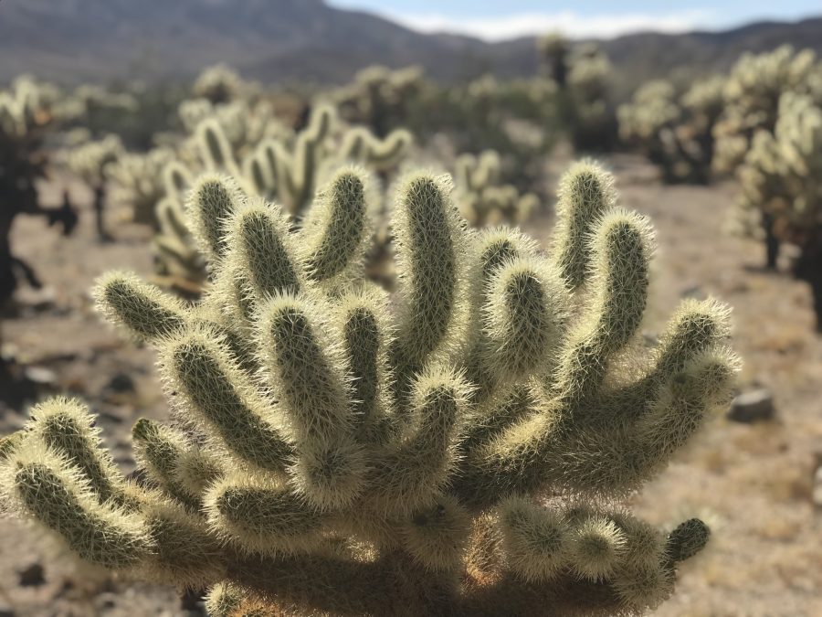 How to Plan a Day Trip to Joshua Tree; 7 Beautiful Sights 7 Joshua-National-Park-Driving-Tour-brings-you-to-the-cholla-cactus-garden