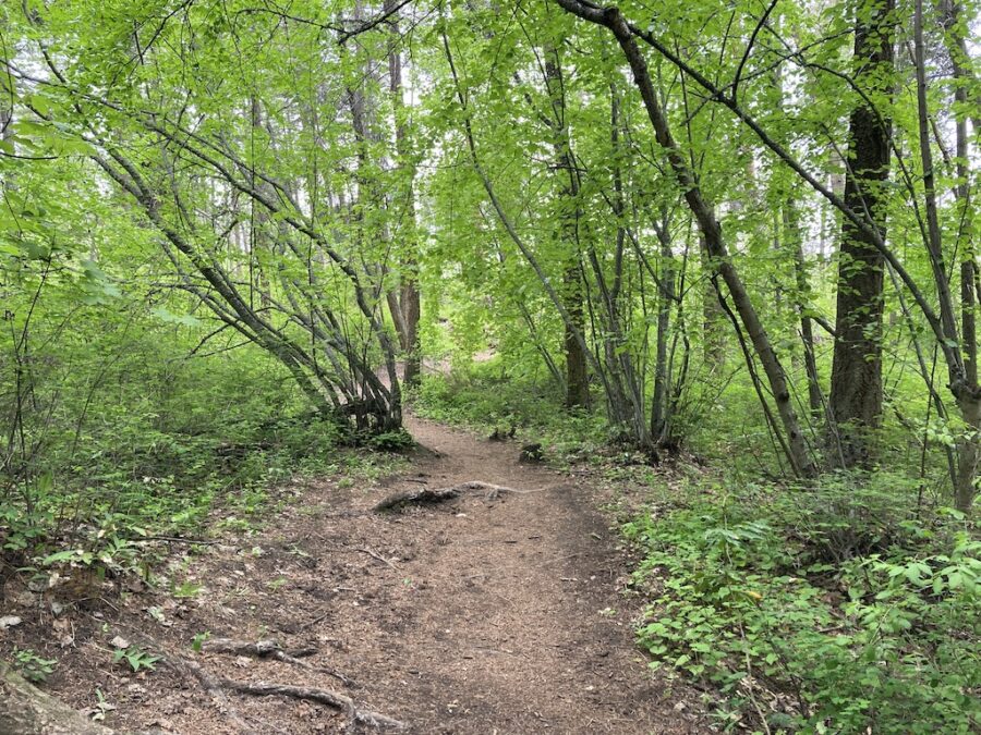 2 Days in Kelowna, British Columbia - A Taste of the Pacific Northwest 6 Biking the Crawford Trails on the second day in Kelowna