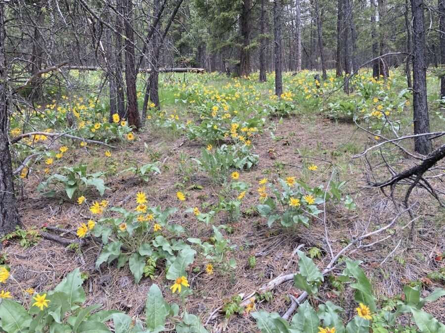 2 Days in Kelowna, British Columbia - A Taste of the Pacific Northwest 3 Day one or day two includes a hike at Smith Creek near Kelowna